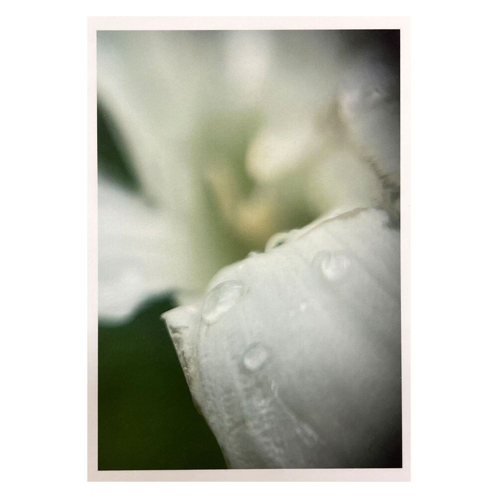 Cottage Series #10 ACEO Macro Photo *Limited Edition* Nature Mini Art Card